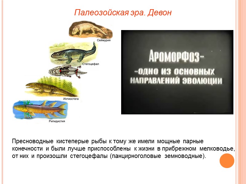 Палеозойская эра. Девон Пресноводные кистеперые рыбы к тому же имели мощные парные конечности и
